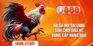 Đá Gà Mỹ Tại U888 - Sân Chơi Đấu Kê Đẳng Cấp Hàng Đầu