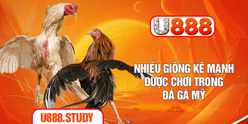 Nhiều giống kê mạnh được chơi trong đá gà Mỹ