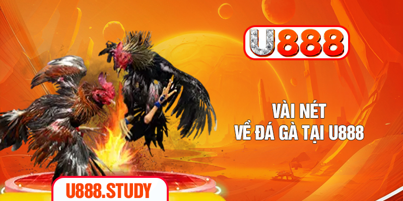 Vài nét về đá gà tại U888