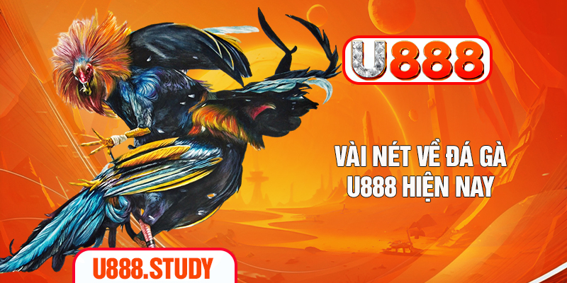 Vài nét về đá gà U888 hiện nay